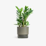 House plant - ZZ plants/money plants